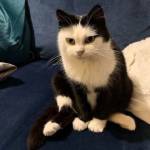 Рустам Котиков