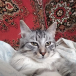 Максим Хиневич