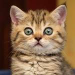 котики || коцікі