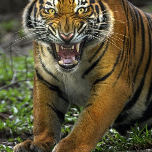 Maks Tigr