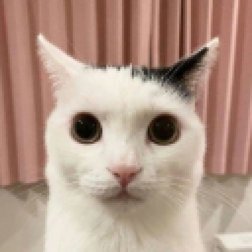buhoj_med